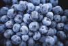 blueberries-100