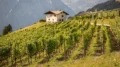 Weinberg in Südtirol an einem Hang mit Reben in Terrassenlage und Bergen im Hintergrund
