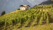 Weinberg in Südtirol an einem Hang mit Reben in Terrassenlage und Bergen im Hintergrund