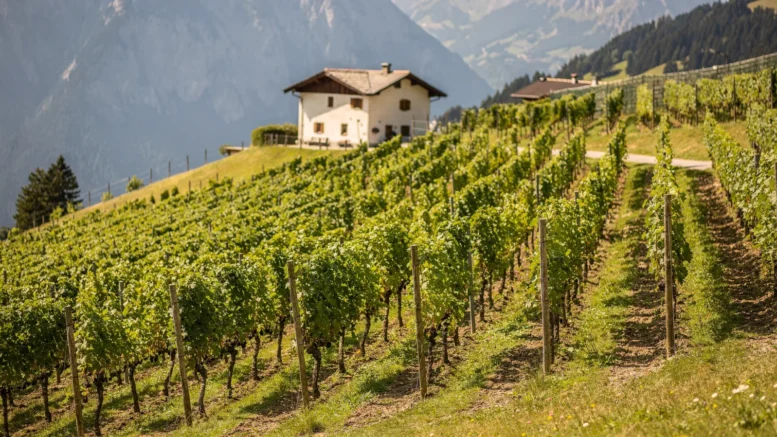 Weinberg in Südtirol an einem Hang mit Reben in Terrassenlage und Bergen im Hintergrund